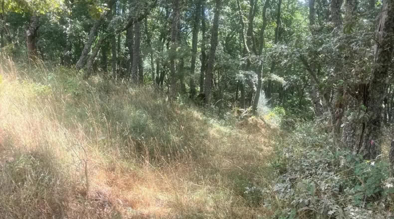 Orense - Ourense - 60000m2