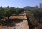Non-developable land for sale on España, Oliva, ref: TR336594 photo