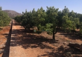 Non-developable land for sale on España, Oliva, ref: TR336594 photo