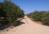 Non-developable land for sale on España, Oliva, ref: TR336594 photo