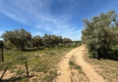 Non-developable land for sale on España, Villamanrique de la Condesa, ref: TR406929 photo