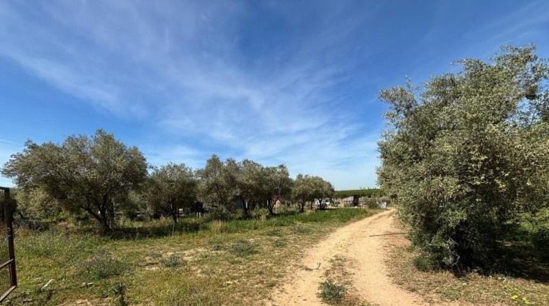 Sevilla - Villamanrique de la Condesa - 5000m2