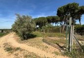 Non-developable land for sale on España, Villamanrique de la Condesa, ref: TR406929 photo