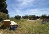 Non-developable land for sale on España, Villamanrique de la Condesa, ref: TR406929 photo