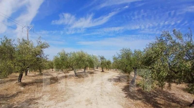 Sevilla - Sanlúcar la Mayor - 53602m2