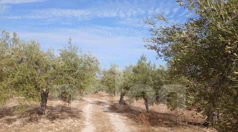 Sevilla - Sanlúcar la Mayor - 53602m2