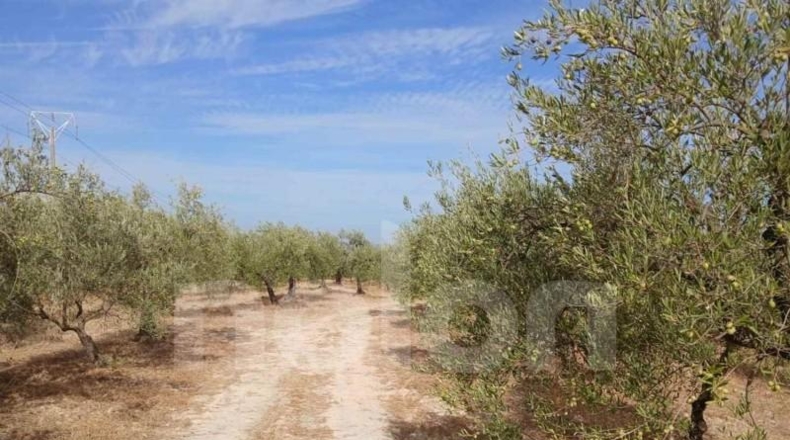 Sevilla - Sanlúcar la Mayor - 53602m2