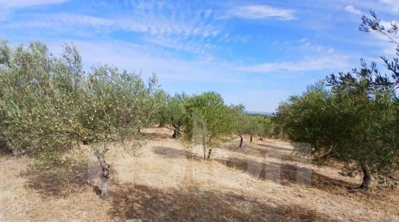 Sevilla - Sanlúcar la Mayor - 53602m2