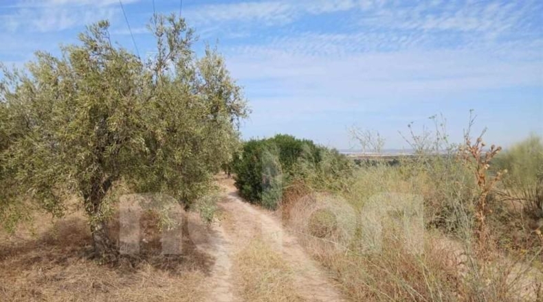 Sevilla - Sanlúcar la Mayor - 53602m2