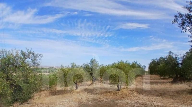 Sevilla - Sanlúcar la Mayor - 53602m2