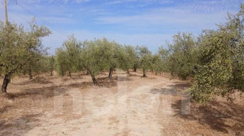 Sevilla - Sanlúcar la Mayor - 53602m2