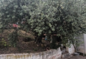 Casa de camp amb terreny en venda a la España, Fuente Obejuna, ref.: TR406892 foto