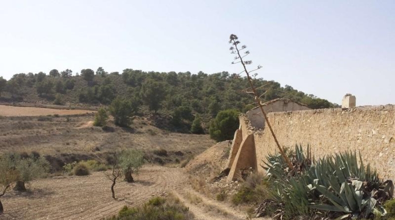 Murcia - Murcia - 60000m2
