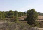 Casa de camp amb terreny en venda a la España, Múrcia, ref.: TR153289 foto