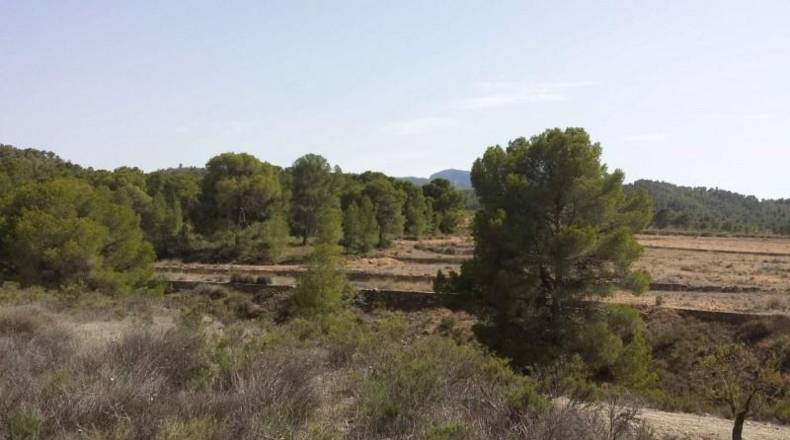 Murcia - Murcia - 60000m2