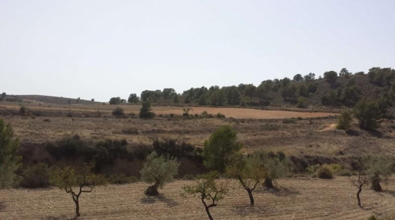 Murcia - Murcia - 60000m2