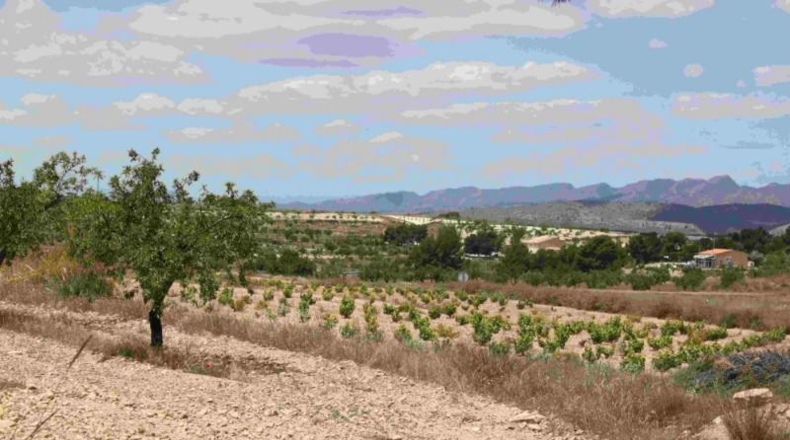 Murcia - Murcia - 60000m2