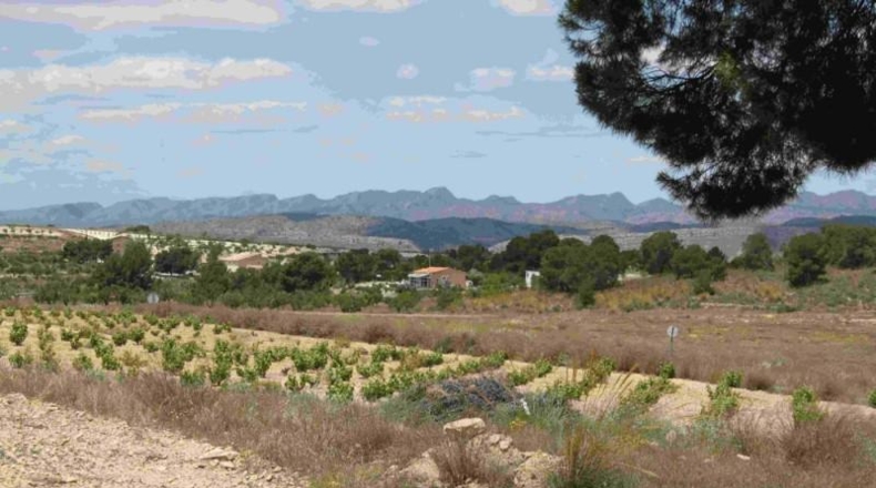 Murcia - Murcia - 60000m2