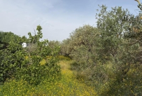Carmona 2540&nbsp;m² 