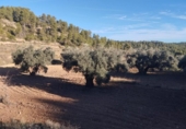 Xalet independent amb terreny en venda a la España, Calaceit, ref.: TR398871 foto