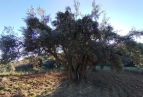 Calaceit 12&nbsp;m² 