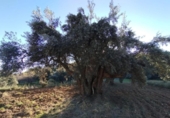 Xalet independent amb terreny en venda a la España, Calaceit, ref.: TR398871 foto