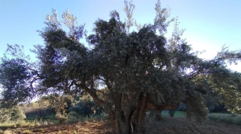 Teruel - La Fresneda - 12m2