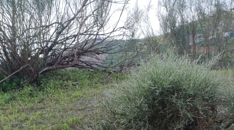 Malaga - Rincón de la Victoria - 800m2