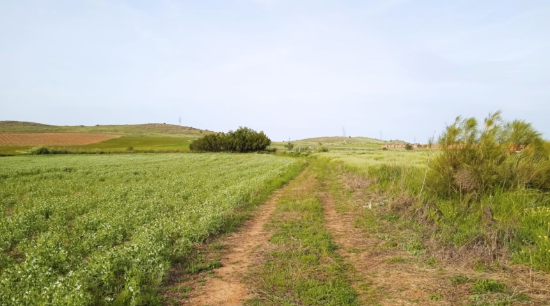 Ciudad Real - Poblete - 11245m2