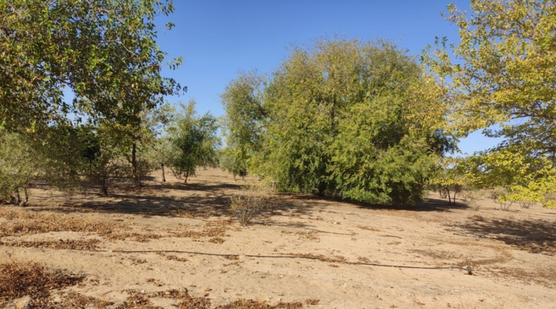 Seville - Morón de la Frontera - 11700m2