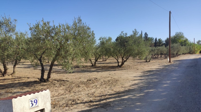 Seville - Morón de la Frontera - 11700m2