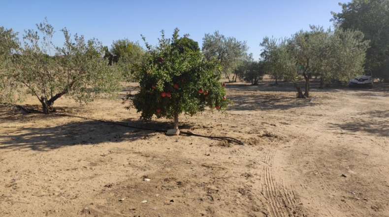 Seville - Morón de la Frontera - 11700m2