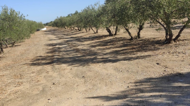 Seville - Morón de la Frontera - 11700m2