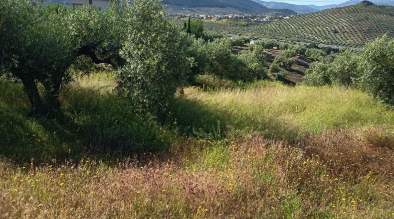Jaen - Jaén - 8400m2