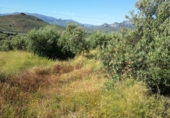 Non-developable land for sale in Jaén ref: TR406917 photo