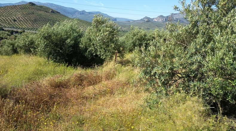 Jaen - Jaén - 8400m2