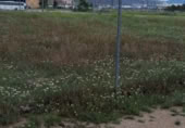 Parcela urbanizable en venta en Jumilla ref: TR406969 foto