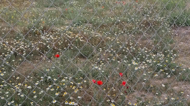 Murcia - Jumilla - 2520m2