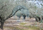Country house with land for sale on España, l'Ampolla, ref: TR318902 photo