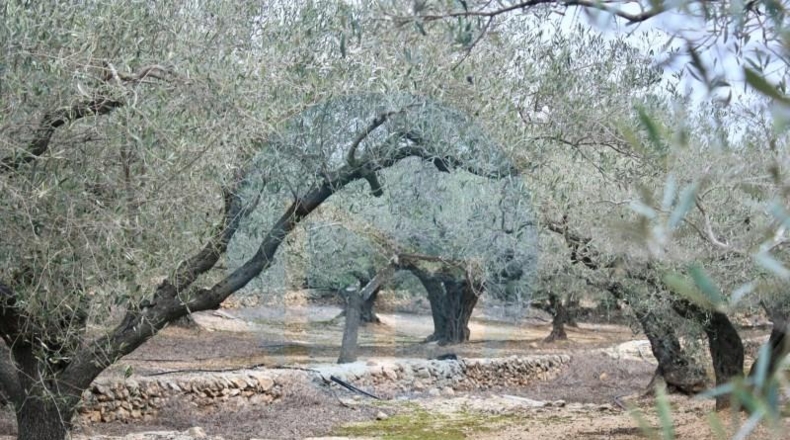 Tarragona - l'Ampolla - 8712m2
