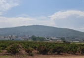 Terreny no urbanitzable en venda a la España, Elx, ref.: TR407043 foto