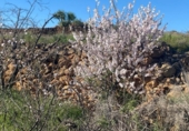 Non-developable land for sale on España, Granadilla de Abona, ref: TR407079 photo