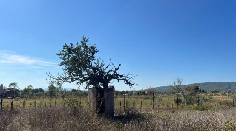 Islas Baleares - Santa Eugènia - 3529m2