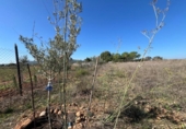 Casa amb terreny en venda a la España, Santa Eugènia, ref.: TR337884 foto