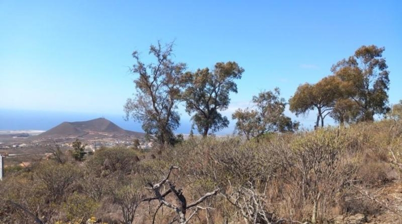 Santa Creu de Tenerife - Granadilla de Abona - 14905m2