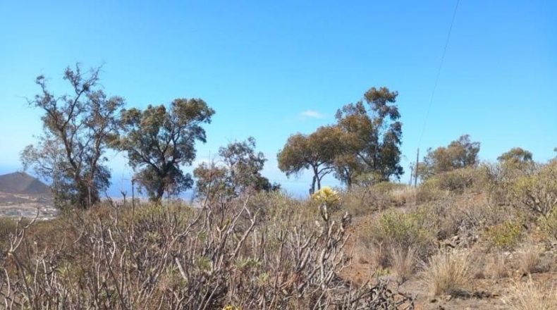 Santa Creu de Tenerife - Granadilla de Abona - 14905m2