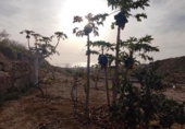 Non-developable land for sale on España, Granadilla de Abona, ref: TR407160 photo