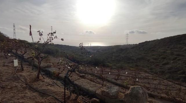 Santa Creu de Tenerife - Granadilla de Abona - 18511m2