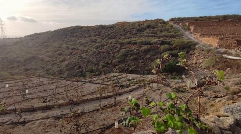 Santa Creu de Tenerife - Granadilla de Abona - 18511m2