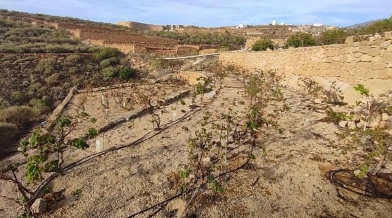 Santa Creu de Tenerife - Granadilla de Abona - 18511m2